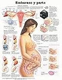 Pregnancy and Birth Anatomical Chart in Spanish (Embarazo y parto) (Spanish Edition)