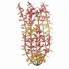 Ludwigia Aquarium Plant, 6" Red