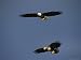 American Bald Eagle with Juvenile in Flight National Geographic Collection Photograph...