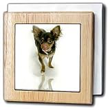 Dogs Chihuahua - Long Hair Chihuahua - Tile Napkin Holders