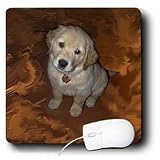 Dogs Golden Retriever - Golden Retriver Puppy - Mouse Pads
