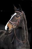 Rambo by Horseware Micklem Competition Bridle with Reins