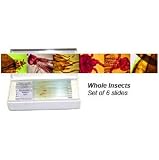 Prepared Slides: Whole Insects SET A (Set of 6)