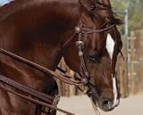 Weaver Desert Blossom Browband Headstall