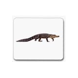 ReptilesVocabularyCards