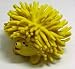 Ethical - Spot Latex Porcupine X Large