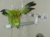 Pollys Pet Products Window or Shower Bird Perch Size Small (Blue)