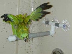 Pollys Pet Products Window or Shower Bird Perch 