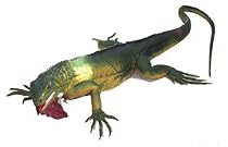 GREEN IGUANA