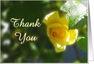 Thank you for condolences sympathy - yellow rose flower Card