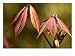 Aesculus Parviflora (Shrubby Pavia), Close-up of New Red Palmate Leaves Photographic Poster Print by Susie Mccaffrey, 16x12