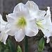 Outdoor Living : Flower Bulb Sale: "Christmas Gift" snow white Amaryllis, big favorite for indoor bloom.
