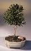 Bonsai Boy's Flowering Brush Cherry Bonsai Tree - Medium<br><i>(Eugenia Myrtifolia)</i>