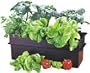 Baby Bloomer Hydroponic Kit