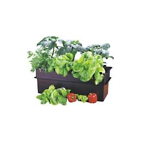 Baby Bloomer Hydroponic Kit