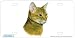   - Abyssinian Cat Art Print - License Plate Tag By Robert J. May From Airstrike