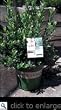 Low Chill Sunshine Blueberry Potted Two Gallon Plant