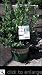 Sunshine Blueberry Two Gallon Plant by Monrovia