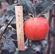 Honey Crisp Apple Tree--12 by 12 Inch Container