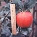 Honey Crisp Apple Tree Five Gallon