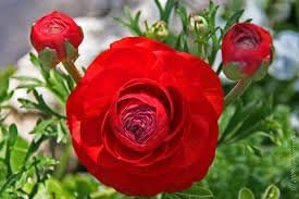 RED Ranunculus Persian Buttercup 5 Bulbs