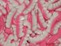 Gummi Teeth 5LB Bag