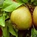 Image of 5FT MALUS EGREMONT RUSSET APPLE FRUIT TREE 7.5 LITRE POT.