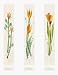 Blumen Motive Art Poster Print by Laszlo Kova, 24x32