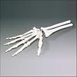 Hand Elastic Model Extremity
