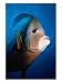 Gray Angelfish, Close-up Animals Photographic Poster Print by Mike Mesgleski, 12x16 Image