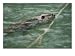 Swimming Beaver, Photographic Poster Print by W. Garrett, 40x30