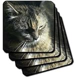 Gorgeous Maine Coon Cat The Queen - Set Of 4 Ceramic Tile Coasters