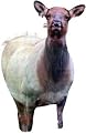 Montana Decoy® Cow Elk Flasher Decoy
