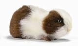 Plush Brown Guinea Pig 8