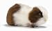Plush Brown Guinea Pig 8