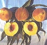 Southern Flame Genetic Dwarf Peach Tree Seven Gallon
