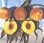 Southern Flame Genetic Dwarf Peach Tree Five Gallon