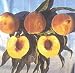 Southern Flame Genetic Dwarf Peach Tree Five Gallon