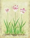 Rosy Tulips 1 by Debra Lake 8.00X10.00. Art Poster Print
