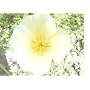 2,000 California Poppy White Linen Flower Seeds with Free Shipping