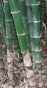 Rare Bamboo Seeds