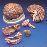 Budget Brain With Arteries Model