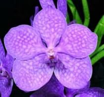 Ascocenda Princess Mikasa 'Select' (Bare root plant)