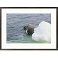 A walrus, Odobenus rosmarus, peers from behind a chunk of ice Animals Framed Art Poster Print by Norbert Rosing, 29x21