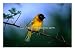 Village Weaver on Branch, Lake Baringo, Rift Valley, Kenya, Birds Photographic Poster Print by Ariadne Van Zandbergen, 40x30