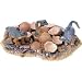 Dinosaur Nest Excavation Kit