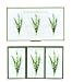 Woods of Windsor Lily of the Valley Fine English Soap (Box of 3) 3.5 oz ea bars