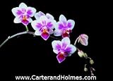 Phal. Be Tris 'Newberry'