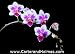 Phal. Be Tris 'Newberry' Image