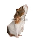 Wallmonkeys Peel and Stick Wall Decals - Guinea Pig, Cavia Porcellus, Sniffing in Front of White Backgrou - 48